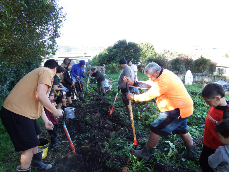 Volunteers harvesting kumara at the community garden