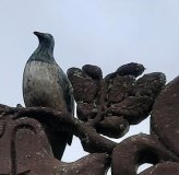 Logo for Maungatapere Mountain Trust